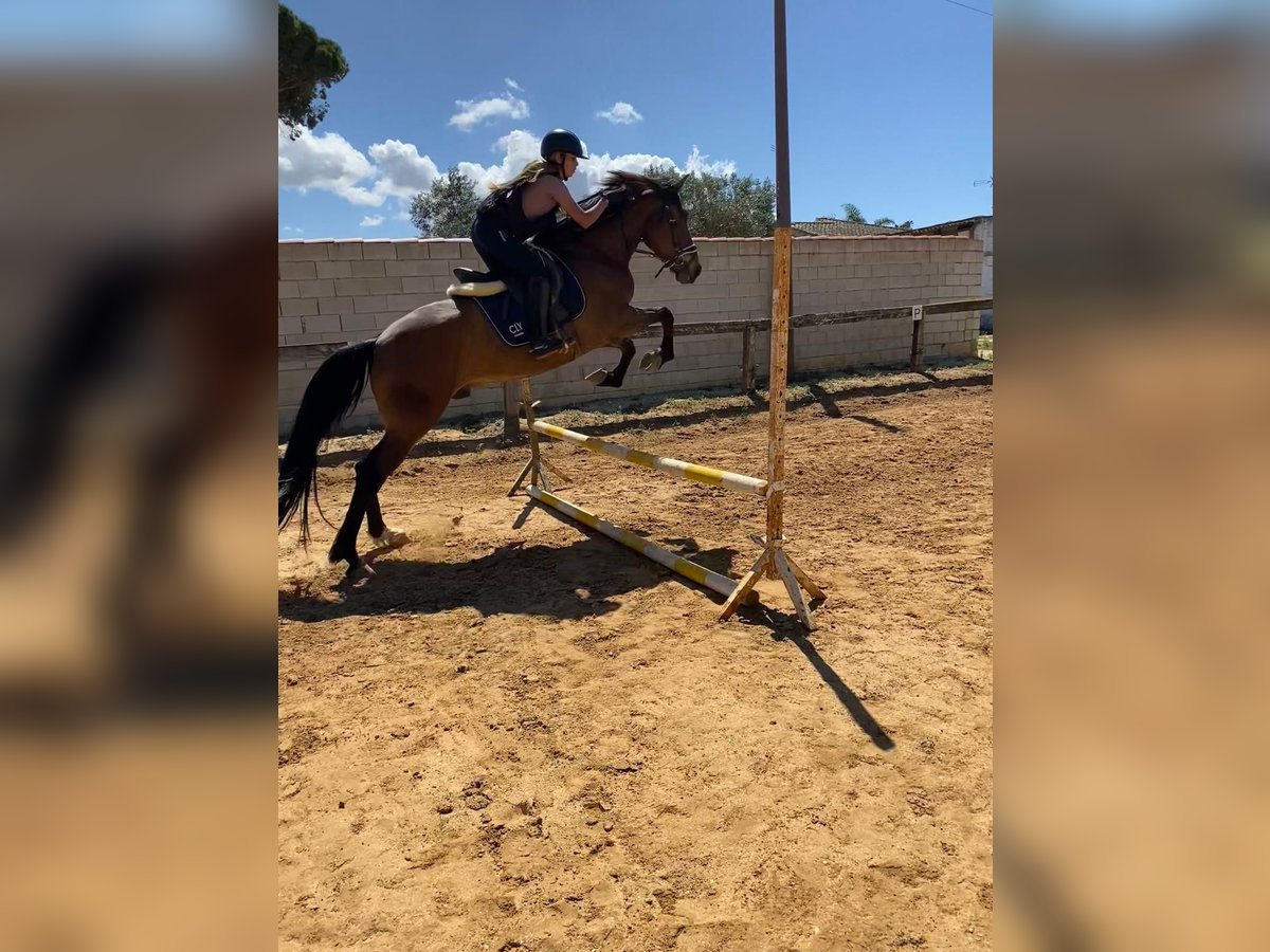 Caballo de deporte español Caballo castrado 6 años Castaño oscuro in Madrid