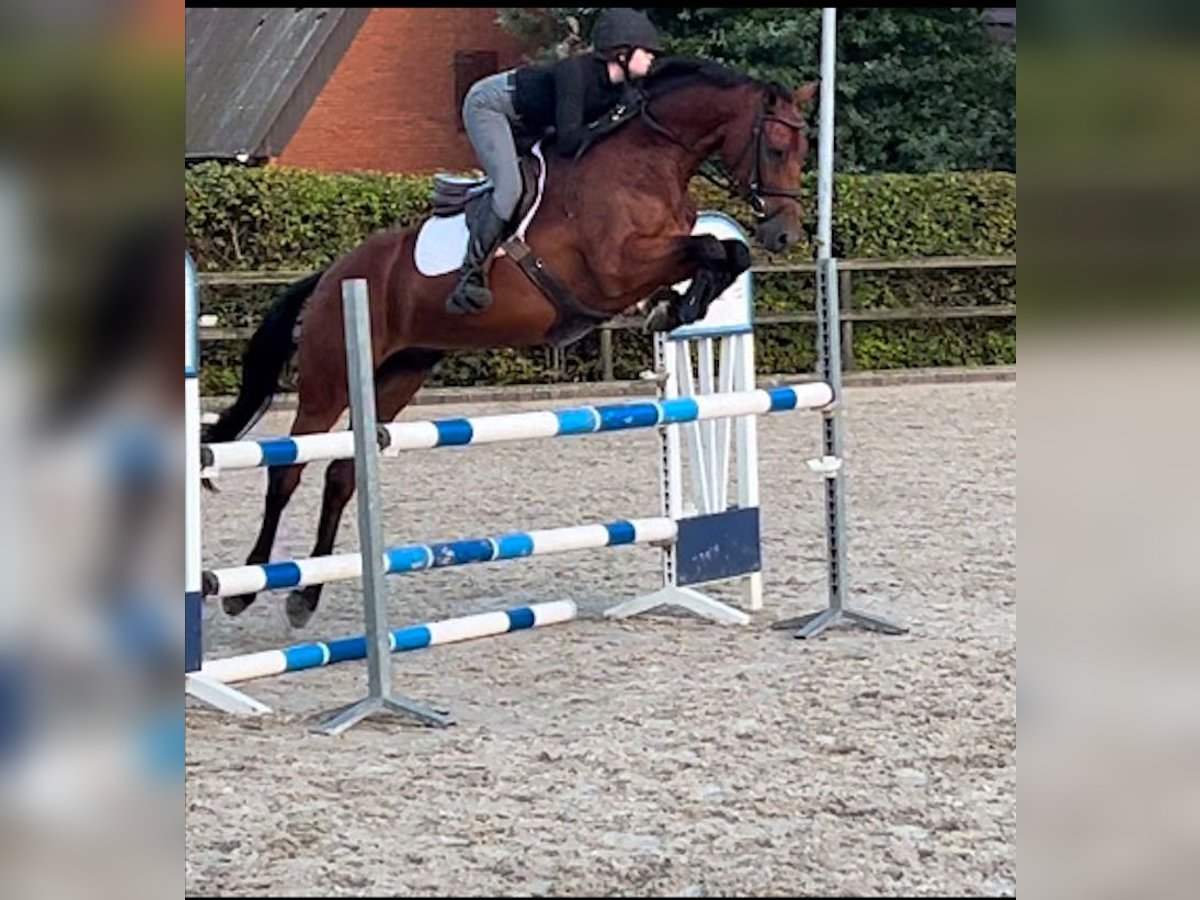 Caballo de deporte español Caballo castrado 7 años 162 cm Castaño in Ganderkesee