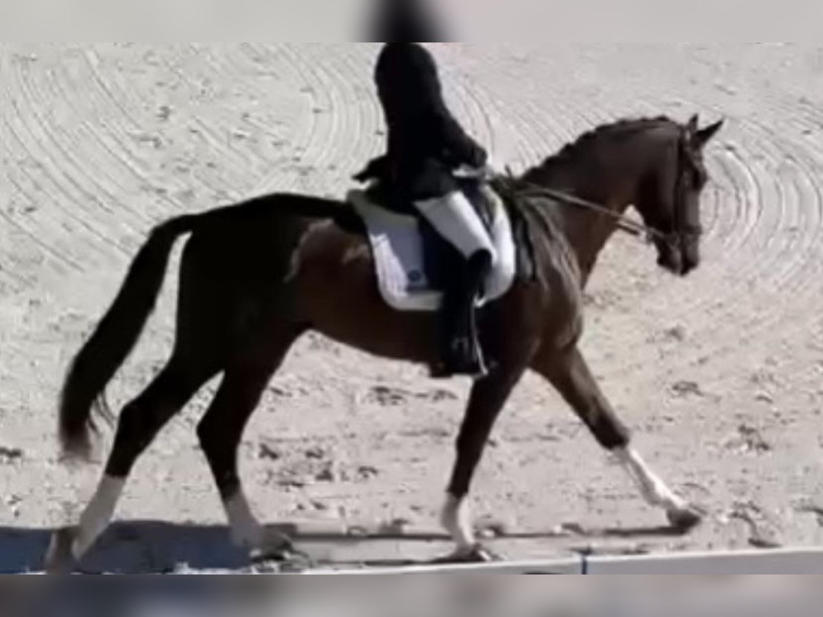 Caballo de deporte español Caballo castrado 7 años 165 cm Alazán in Madrid