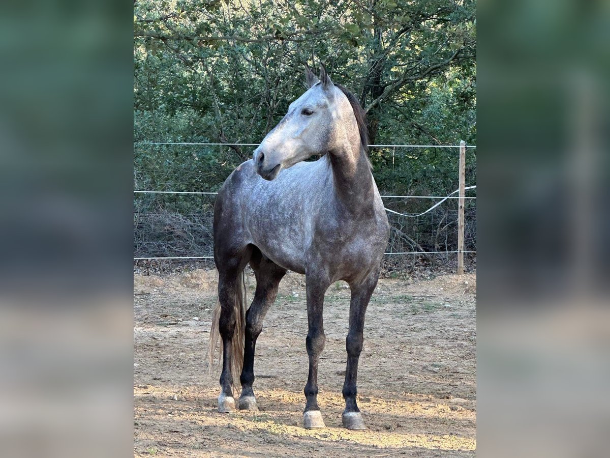 Caballo de deporte español Caballo castrado 7 años 165 cm Tordo in Perpignan