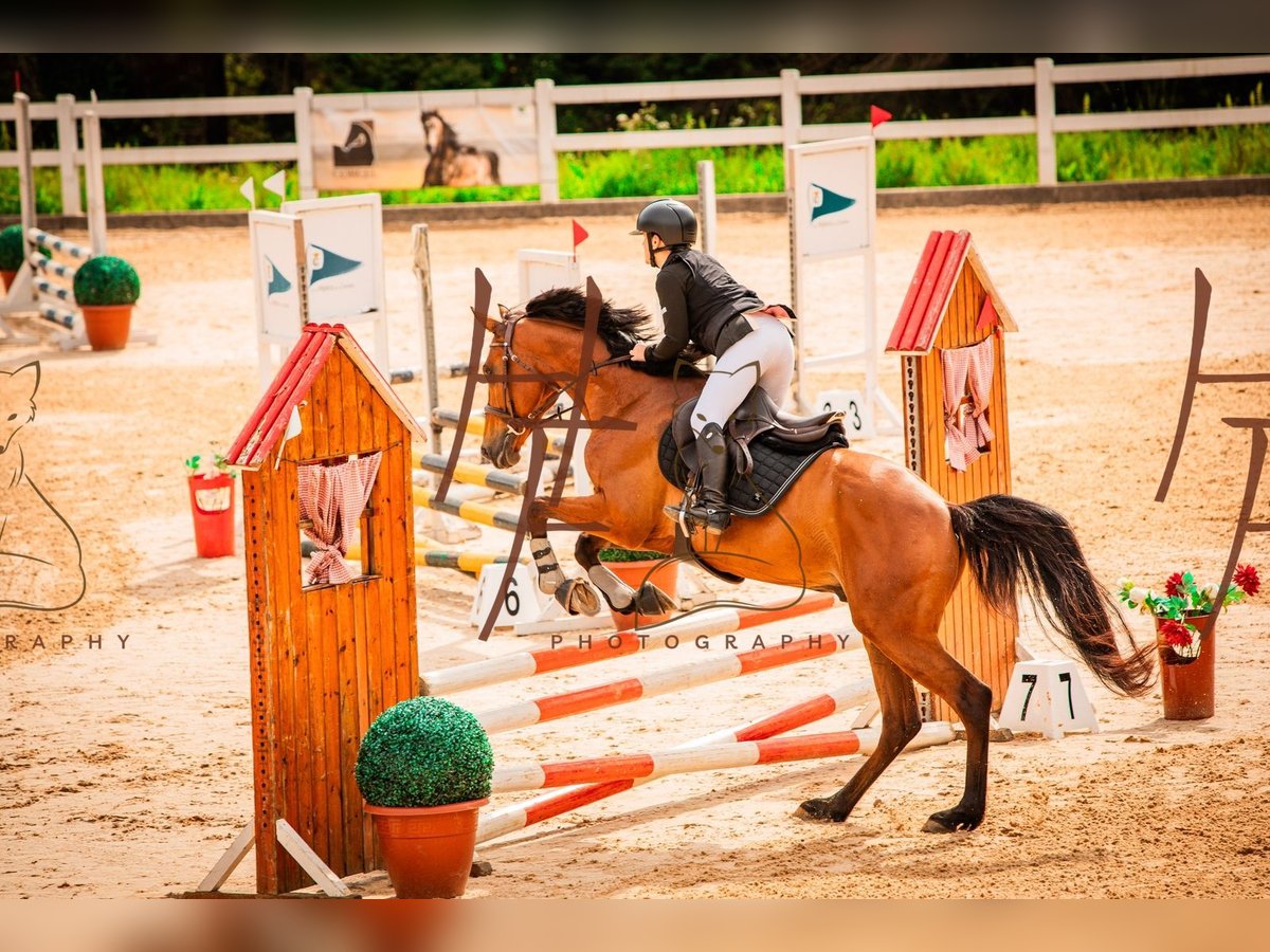 Caballo de deporte español Caballo castrado 7 años 168 cm Castaño in Pedreira (Arteixo)