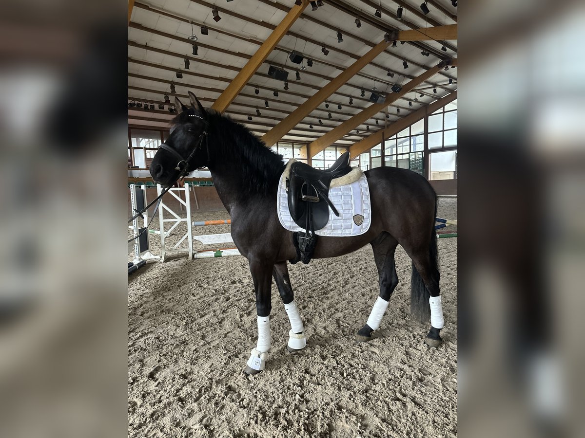 Caballo de deporte español Caballo castrado 8 años 155 cm Negro in Wachtendonk