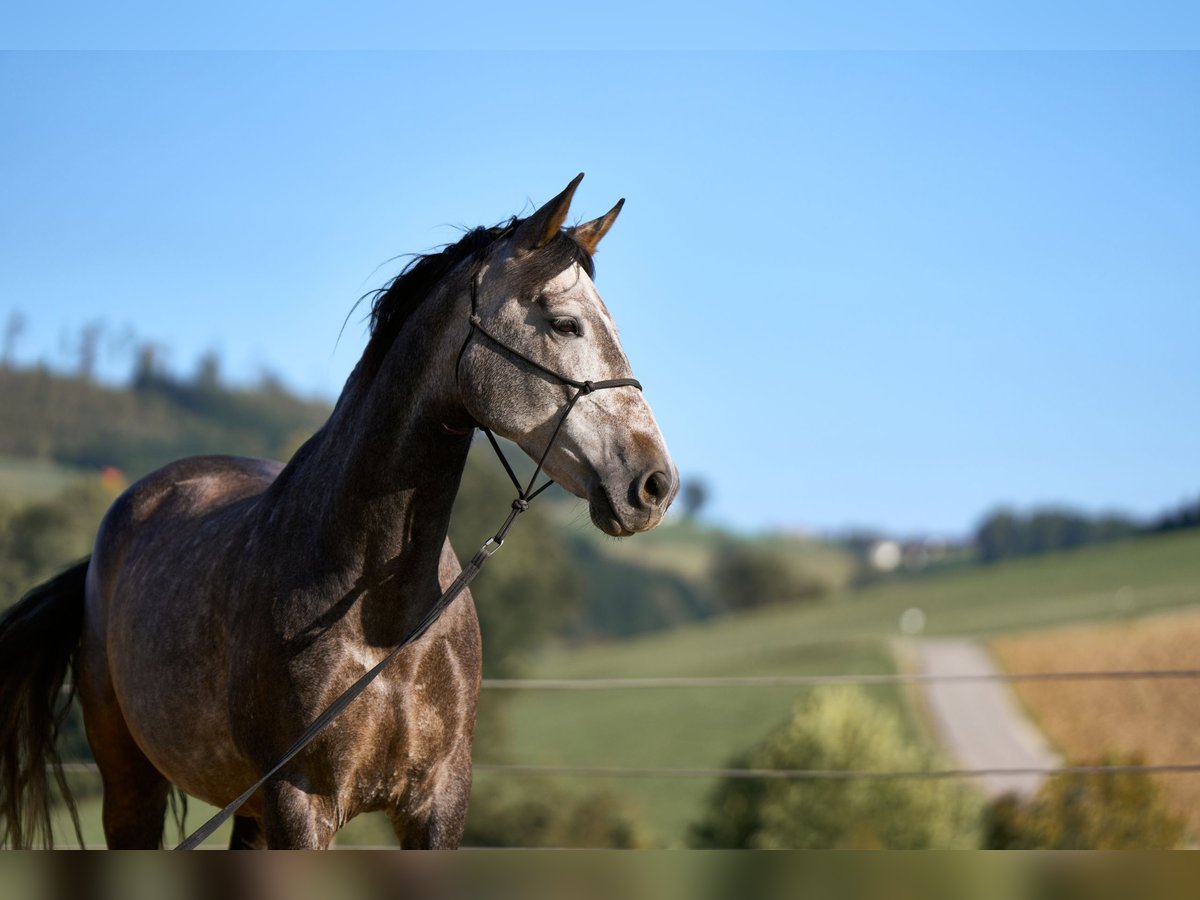 Caballo de deporte español Mestizo Caballo castrado 8 años 158 cm Tordo rodado in Dürnberg