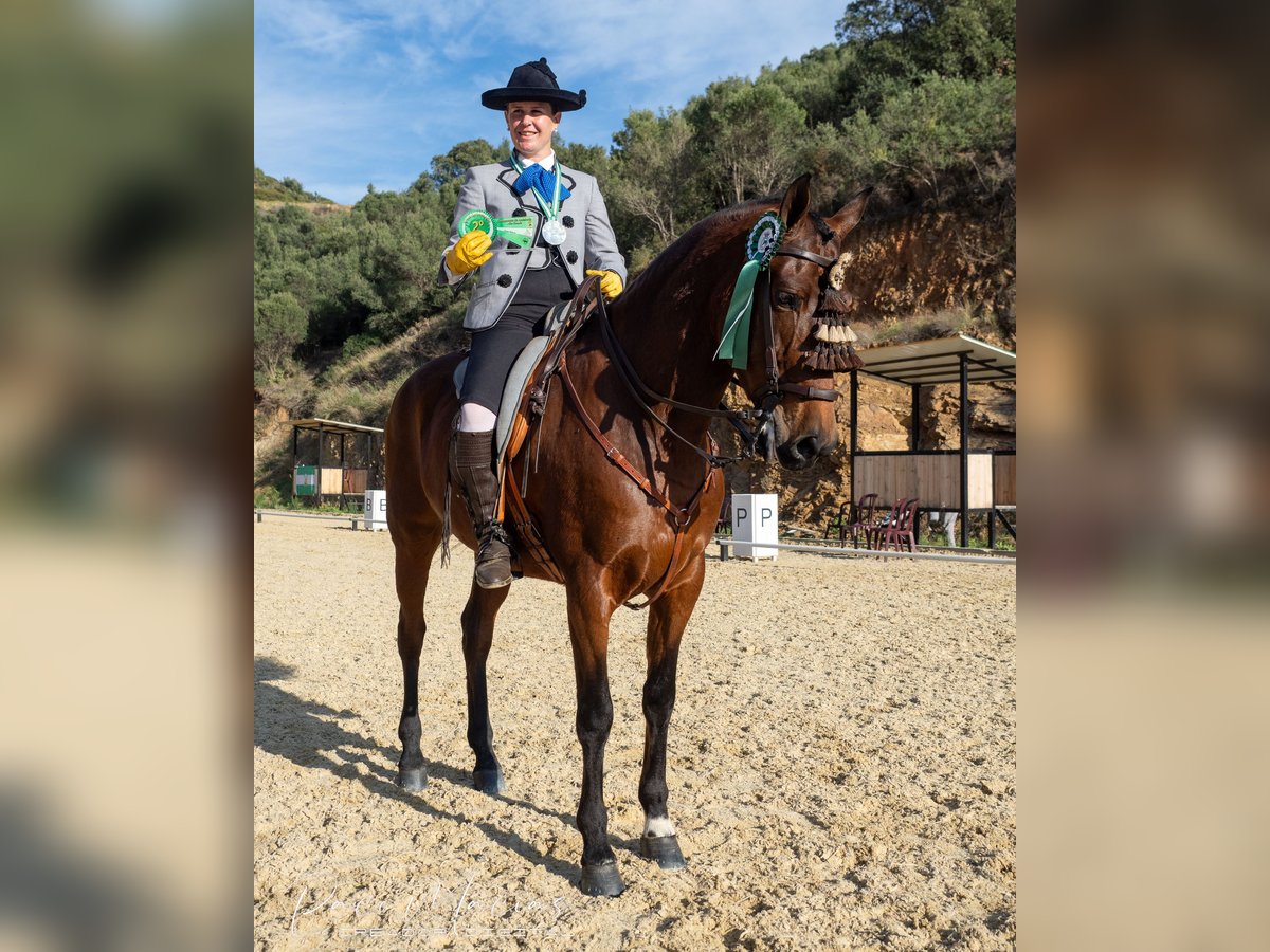 Caballo de deporte español Caballo castrado 8 años 160 cm Castaño in Pozoblanco