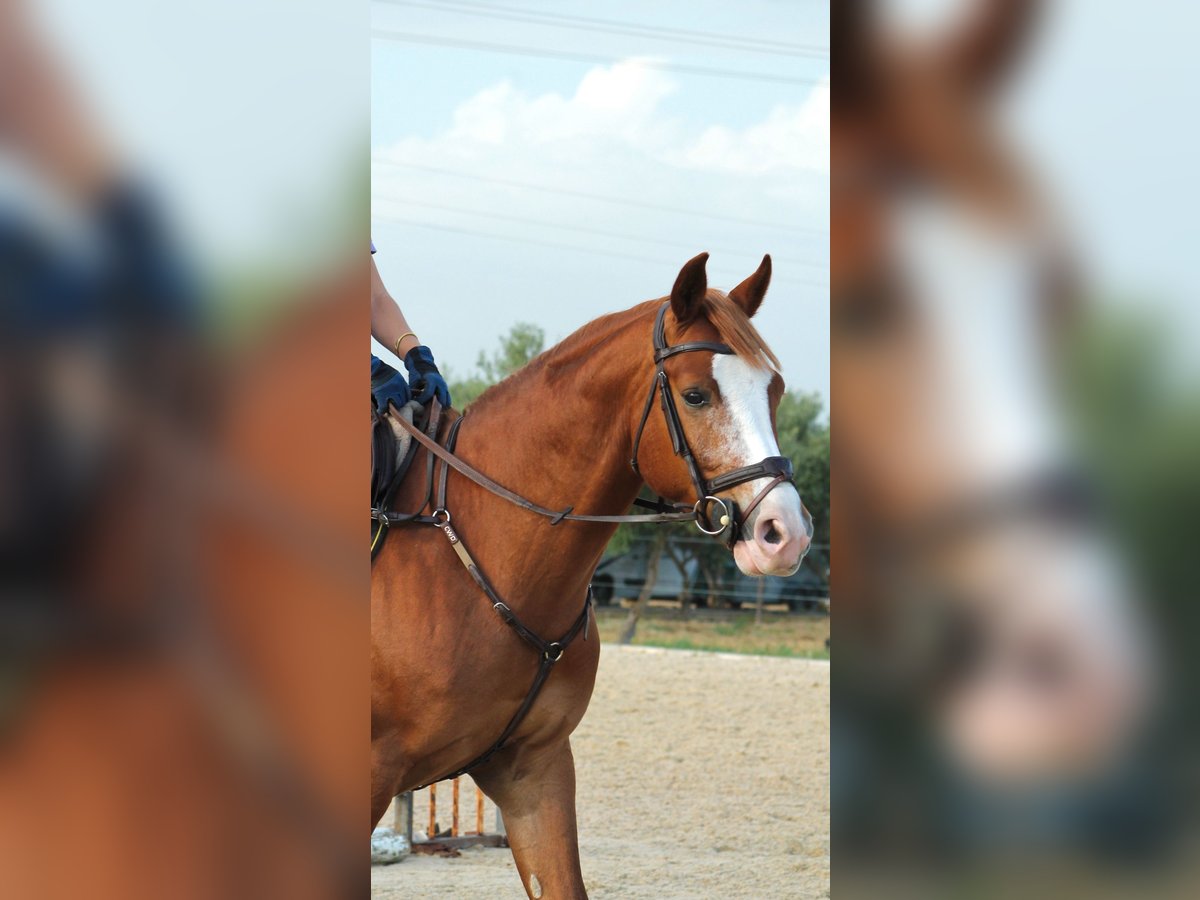 Caballo de deporte español Caballo castrado 8 años 161 cm Alazán in Sevilla