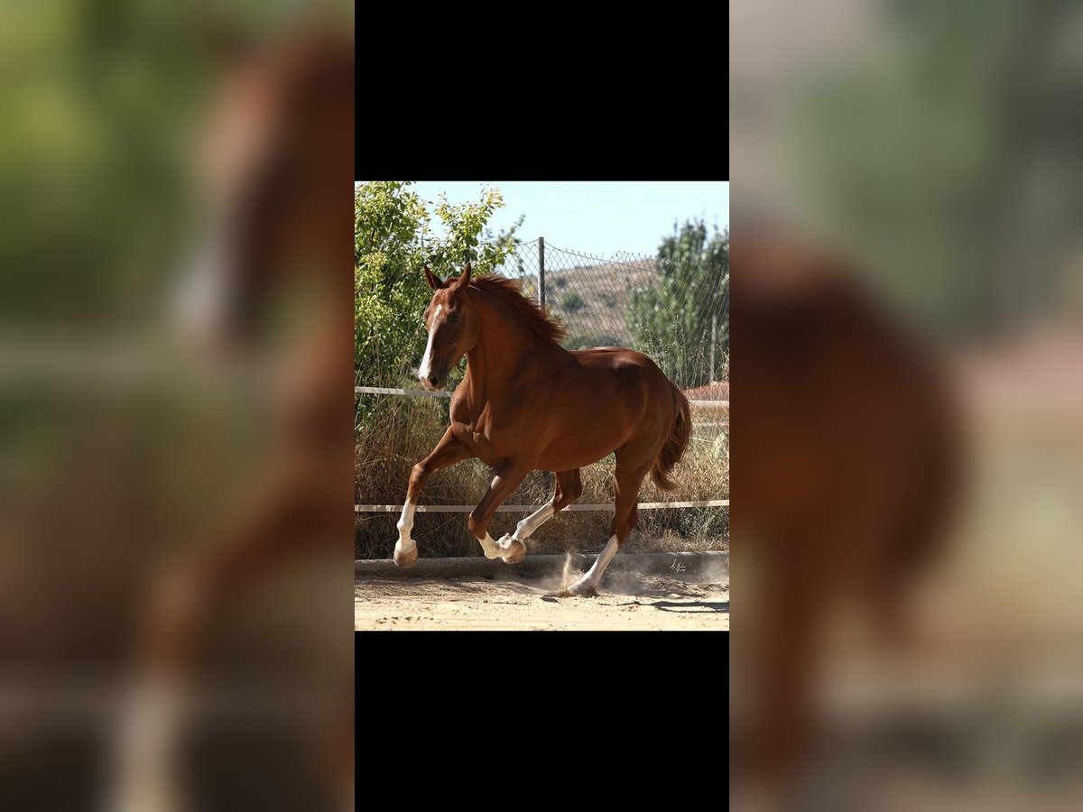 Caballo de deporte español Caballo castrado 8 años 171 cm Alazán in Caravaca De La Cruz