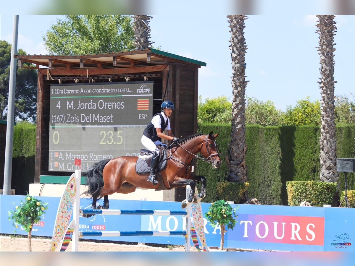 Caballo de deporte español Caballo castrado 8 años 177 cm Castaño in Barcelona