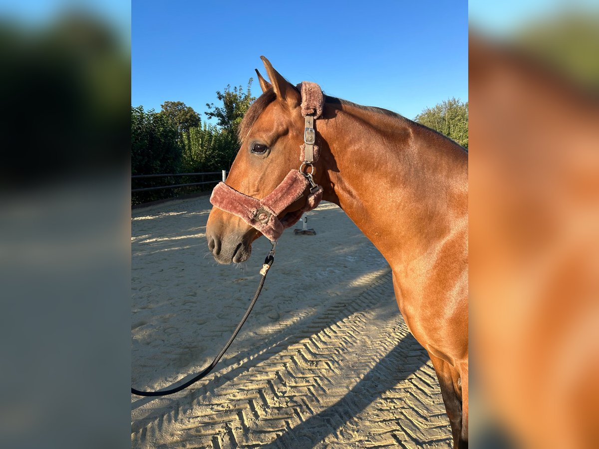 Caballo de deporte español Caballo castrado 9 años 160 cm Castaño in Weilerswist