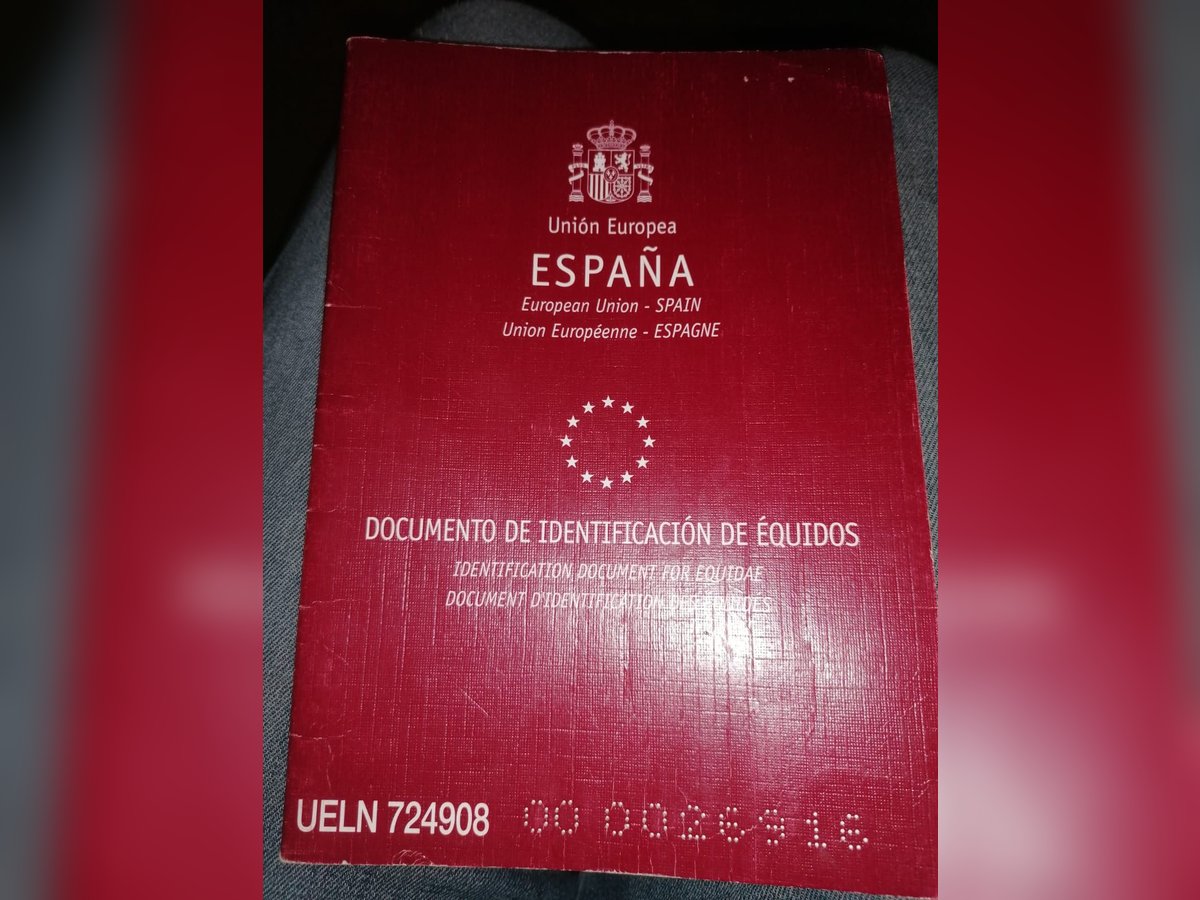 Caballo de deporte español Caballo castrado 9 años 162 cm Tordo in Penig