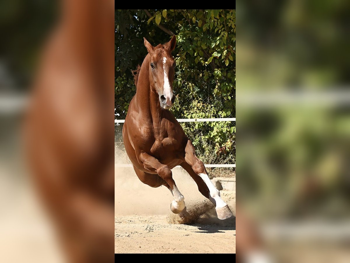 Caballo de deporte español Caballo castrado 9 años 171 cm Alazán in Caravaca De La Cruz