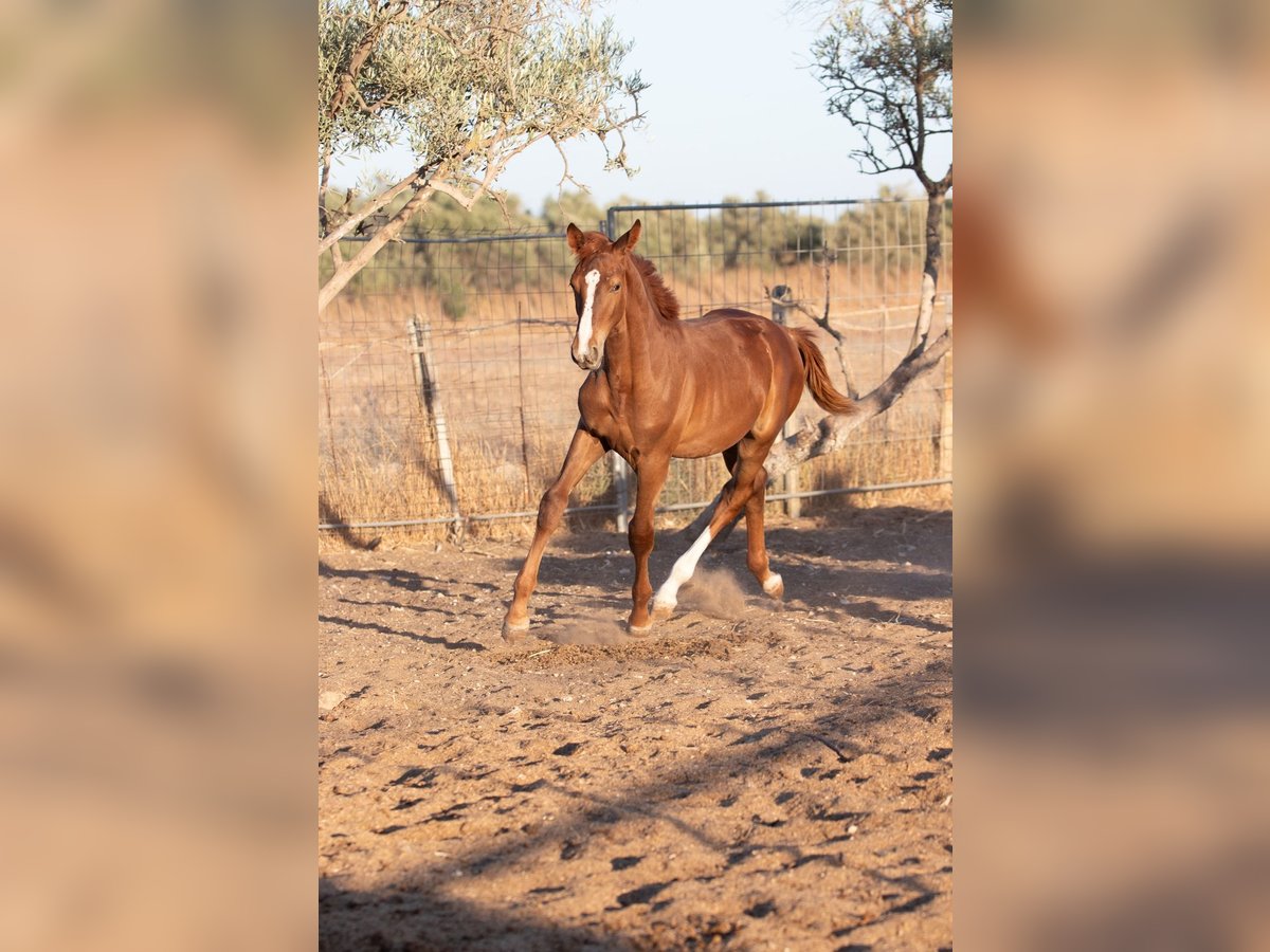 Caballo de deporte español Caballo castrado Potro (01/2025) in Bencarron (Utrera)