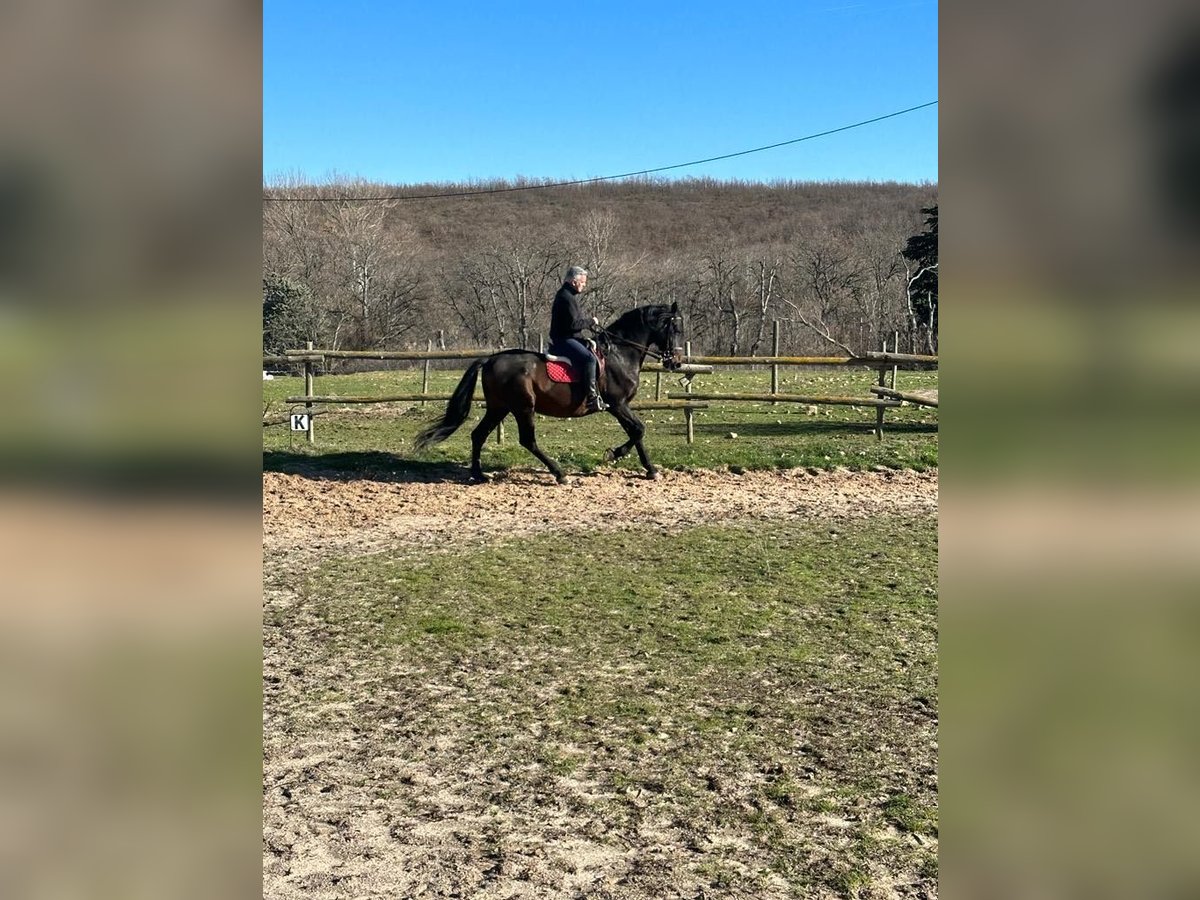 Caballo de deporte español Semental 16 años 170 cm Castaño oscuro in Riaza