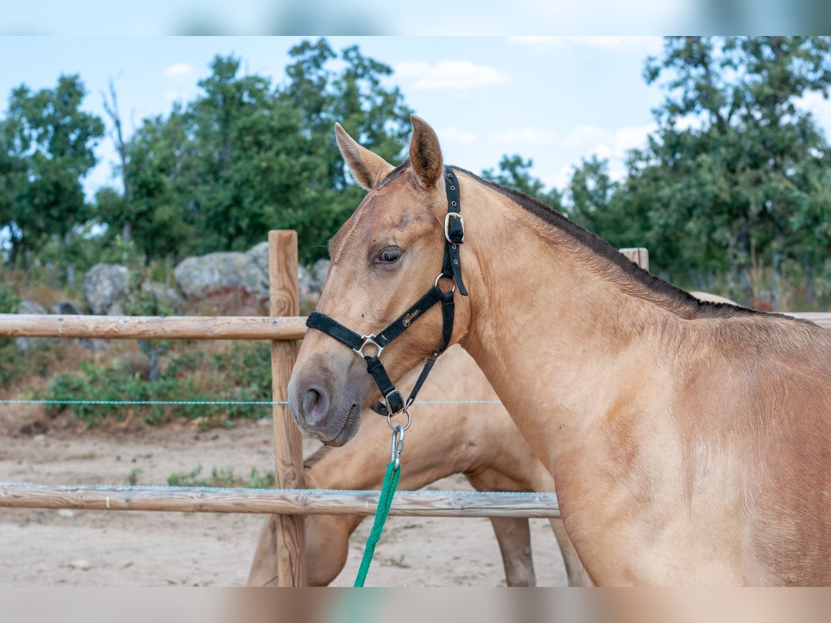 Caballo de deporte español Semental 1 año 155 cm Cremello in SANCRISTOBAL ( Segovia)