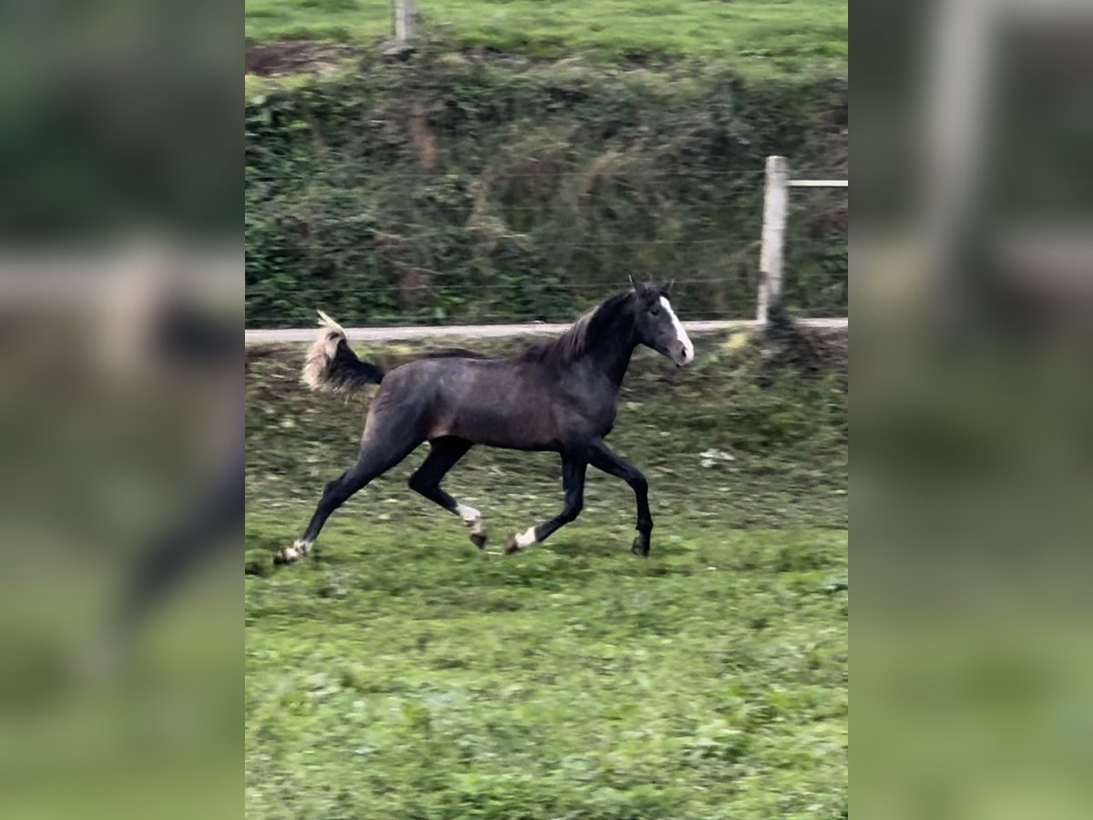 Caballo de deporte español Semental 1 año 160 cm Tordo in Arcos De La Polvorosa