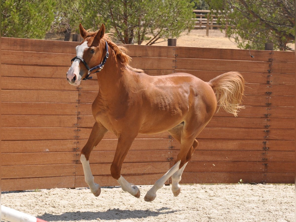 Caballo de deporte español Semental 1 año Alazán in Madrid
