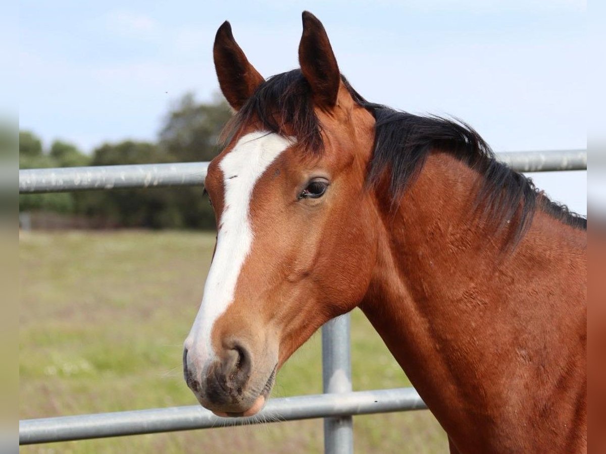 Caballo de deporte español Semental 1 año Castaño in SEVILLA