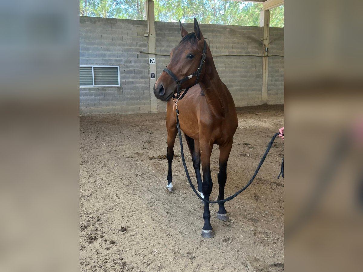 Caballo de deporte español Semental 2 años 157 cm Castaño in Tui (O Sagrario)