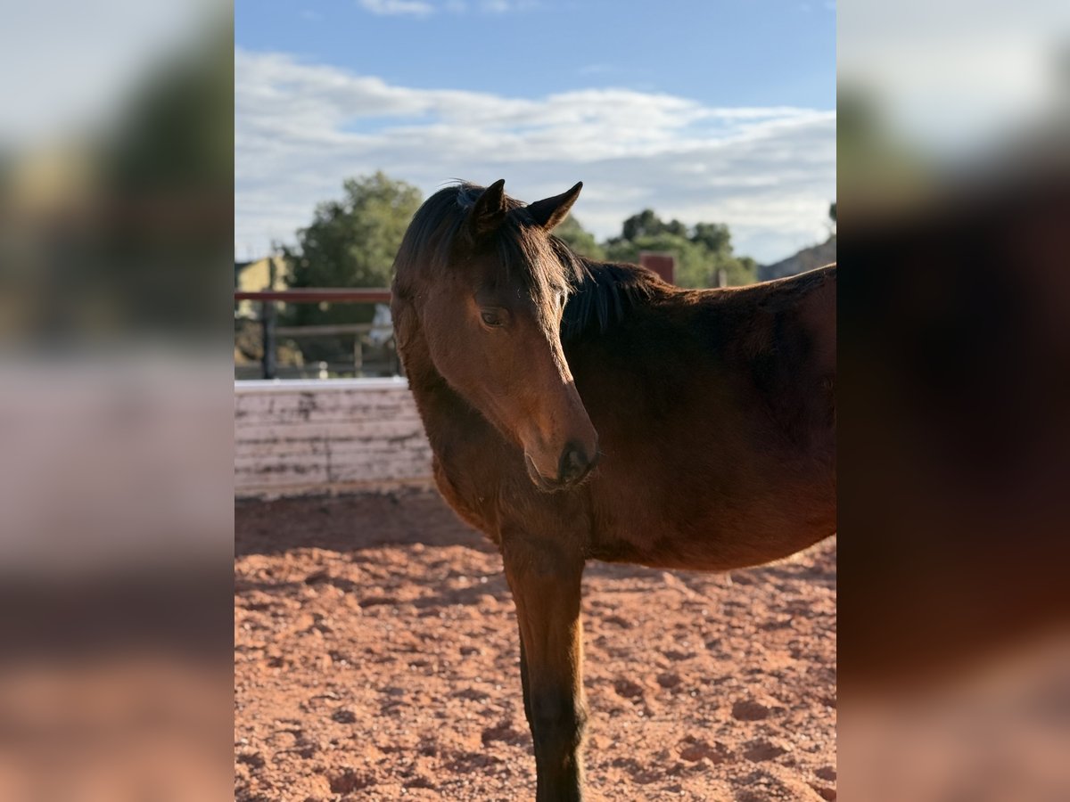 Caballo de deporte español Semental 2 años in ZueraFuendetodos