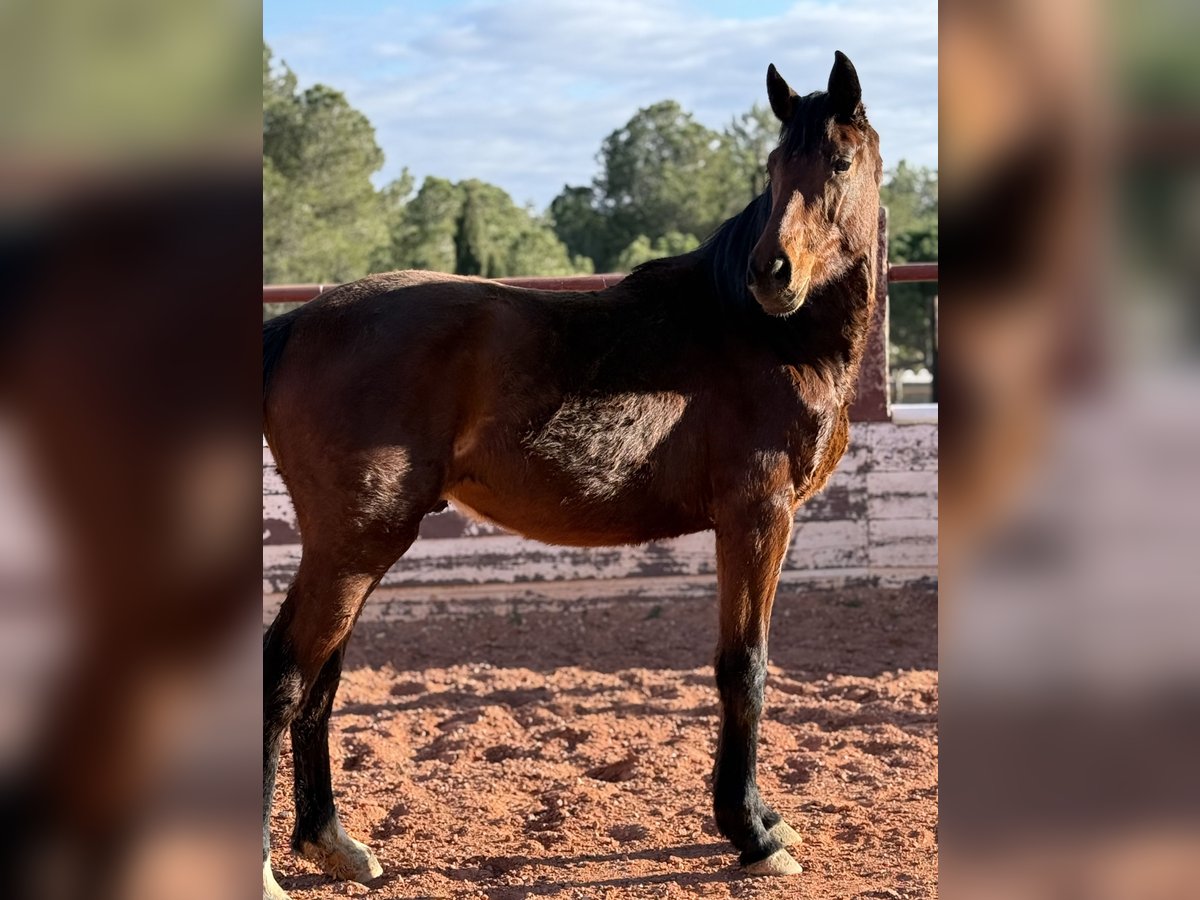 Caballo de deporte español Semental 2 años Castaño in Fuendetodos