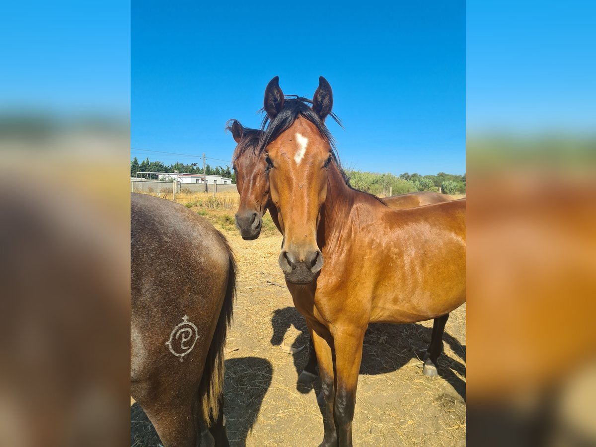 Caballo de deporte español Semental 2 años Castaño in Arcos de la Frontera