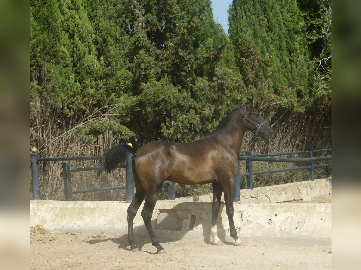 Caballo de deporte español Semental 3 años 160 cm Negro in Sax