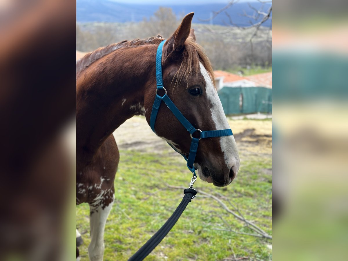 Caballo de deporte español Semental 3 años 163 cm Pío in Las Rozas De Madrid