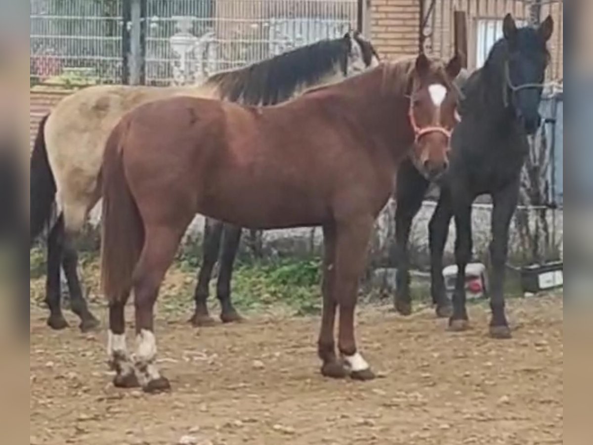 Caballo de deporte español Semental 3 años 164 cm Alazán in La Seca