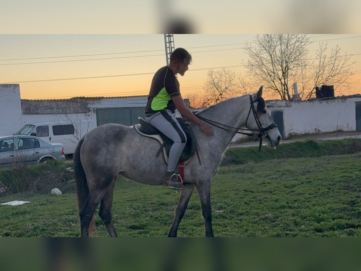 Caballo de deporte español Mestizo Semental 4 años 146 cm Tordo rodado in Gaimersheim