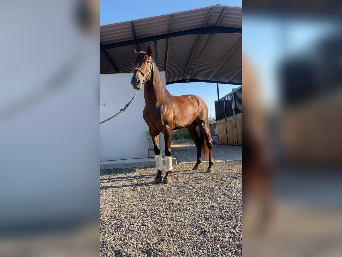 Caballo de deporte español, Semental in Benameji