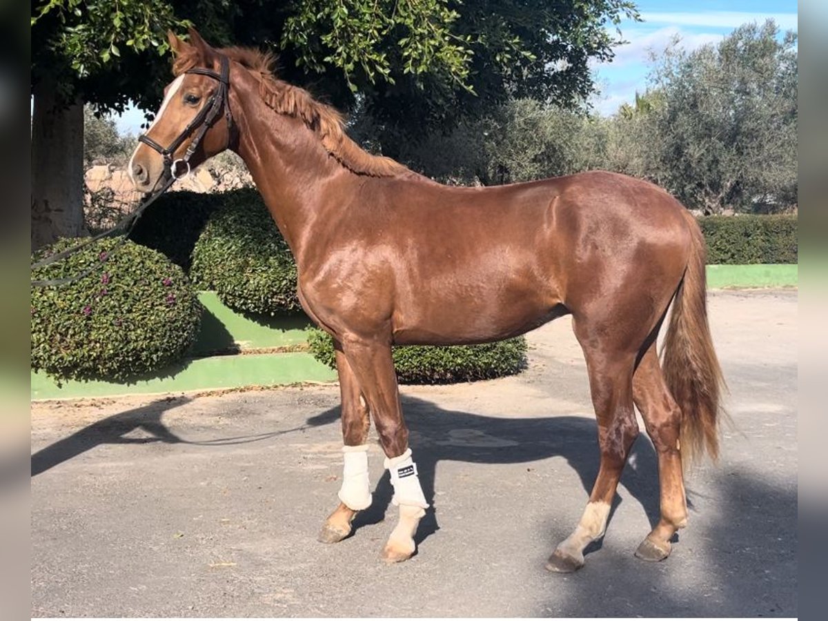 Caballo de deporte español Semental 4 años 167 cm Alazán in Alquerias De Santa Barbara,Burriana