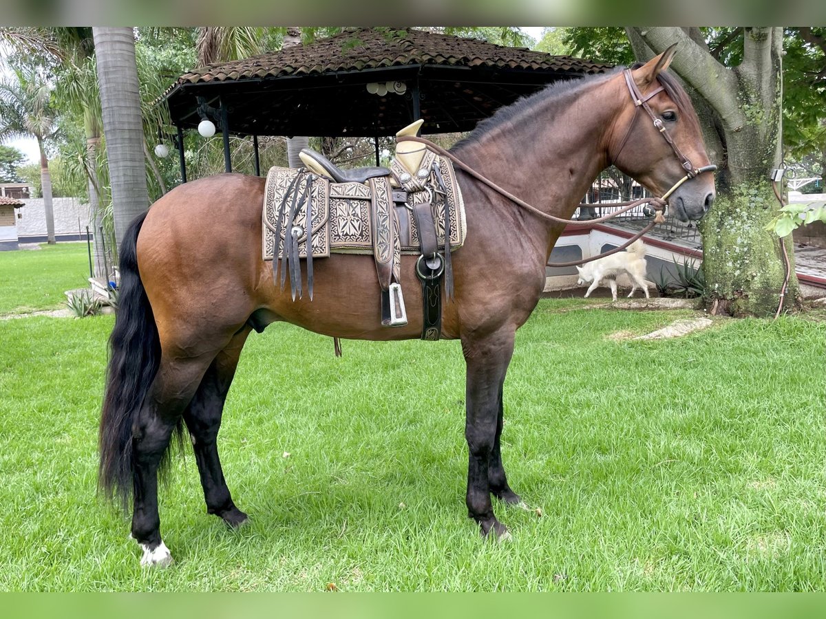 Caballo de deporte español Semental 4 años 172 cm Castaño in Los Angeles