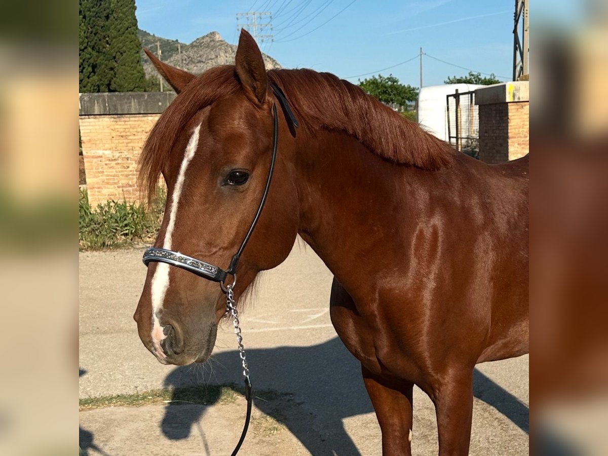 Caballo de deporte español Semental 5 años 145 cm Alazán in Els Poblets