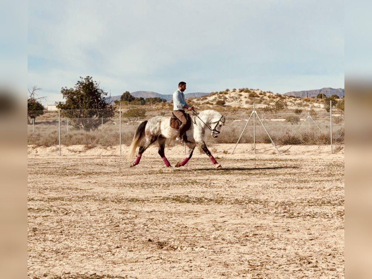 Caballo de deporte español Semental 5 años 164 cm Tordo in Alicante