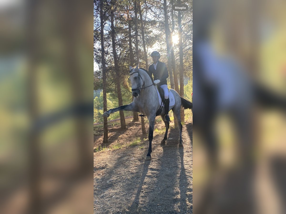 Caballo de deporte español Semental 5 años 165 cm Tordo in El Realon