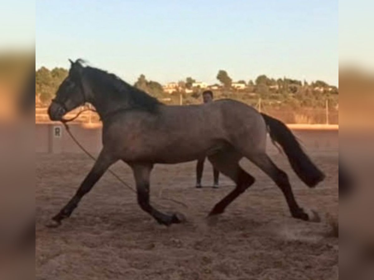 Caballo de deporte español Semental 6 años 163 cm Bayo in Pedralba