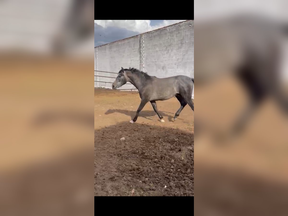 Caballo de deporte español Semental Potro (06/2023) 160 cm in Villanueva De La Fuente