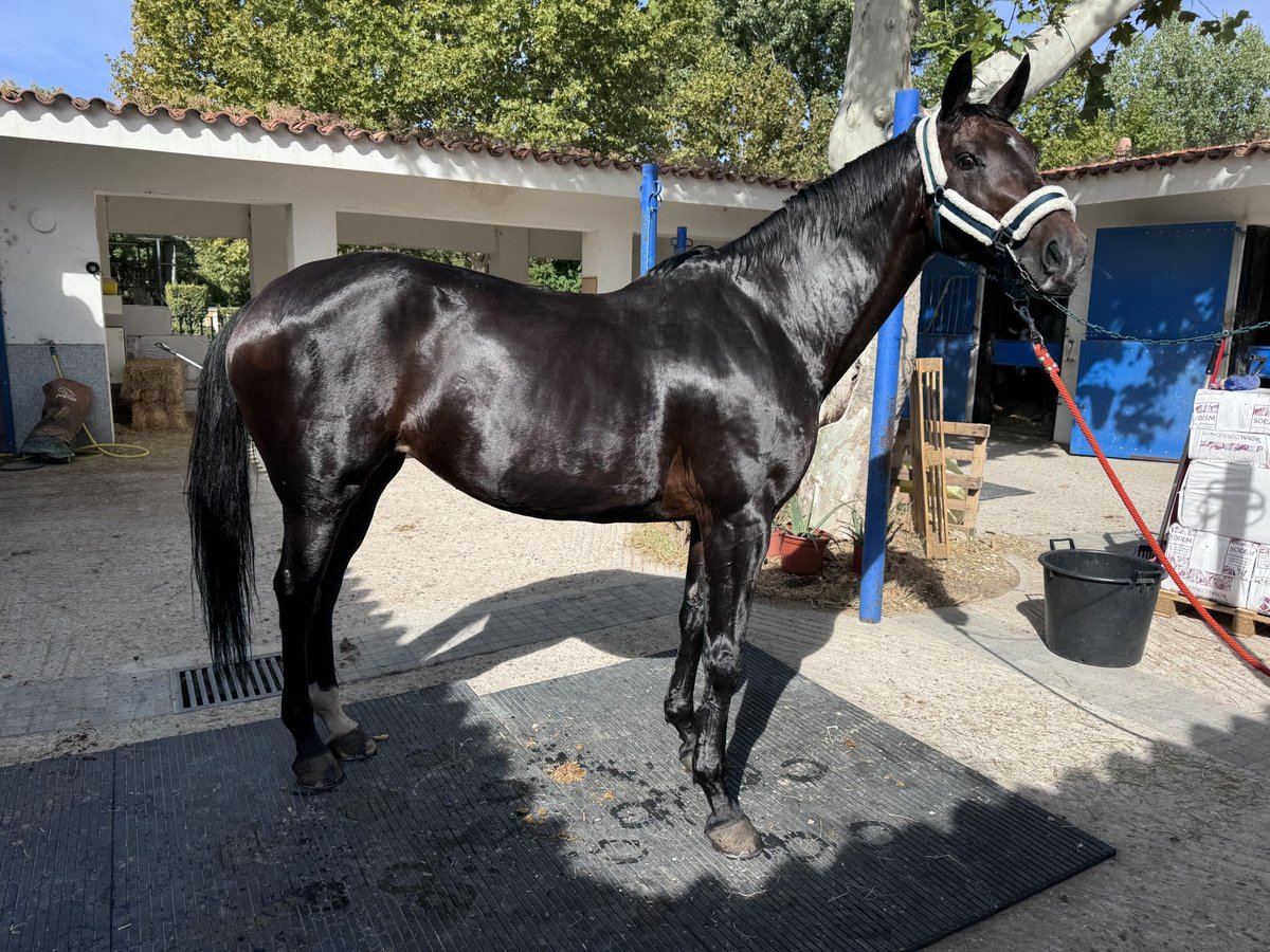 Caballo de deporte español Yegua 10 años 168 cm Castaño oscuro in Madrid