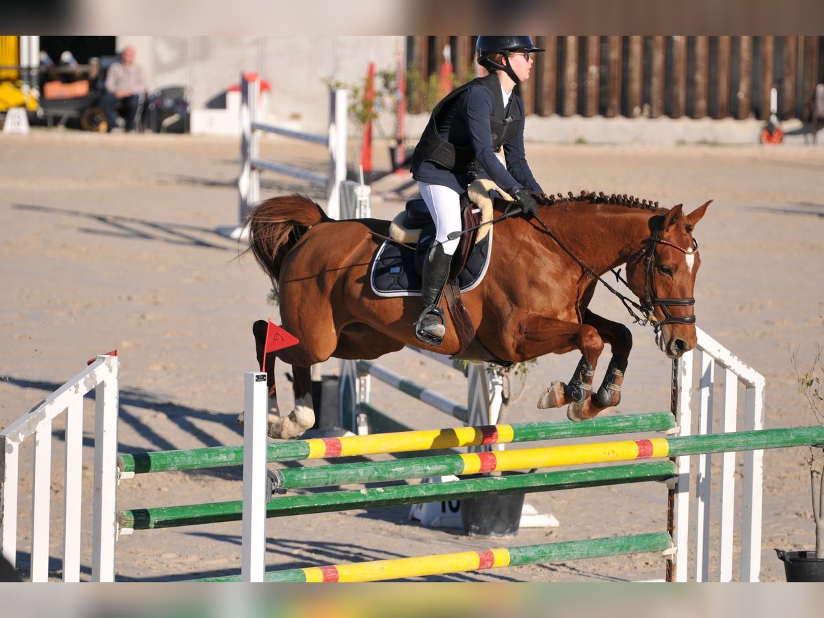 Caballo de deporte español Yegua 12 años 165 cm Alazán in El Bojal