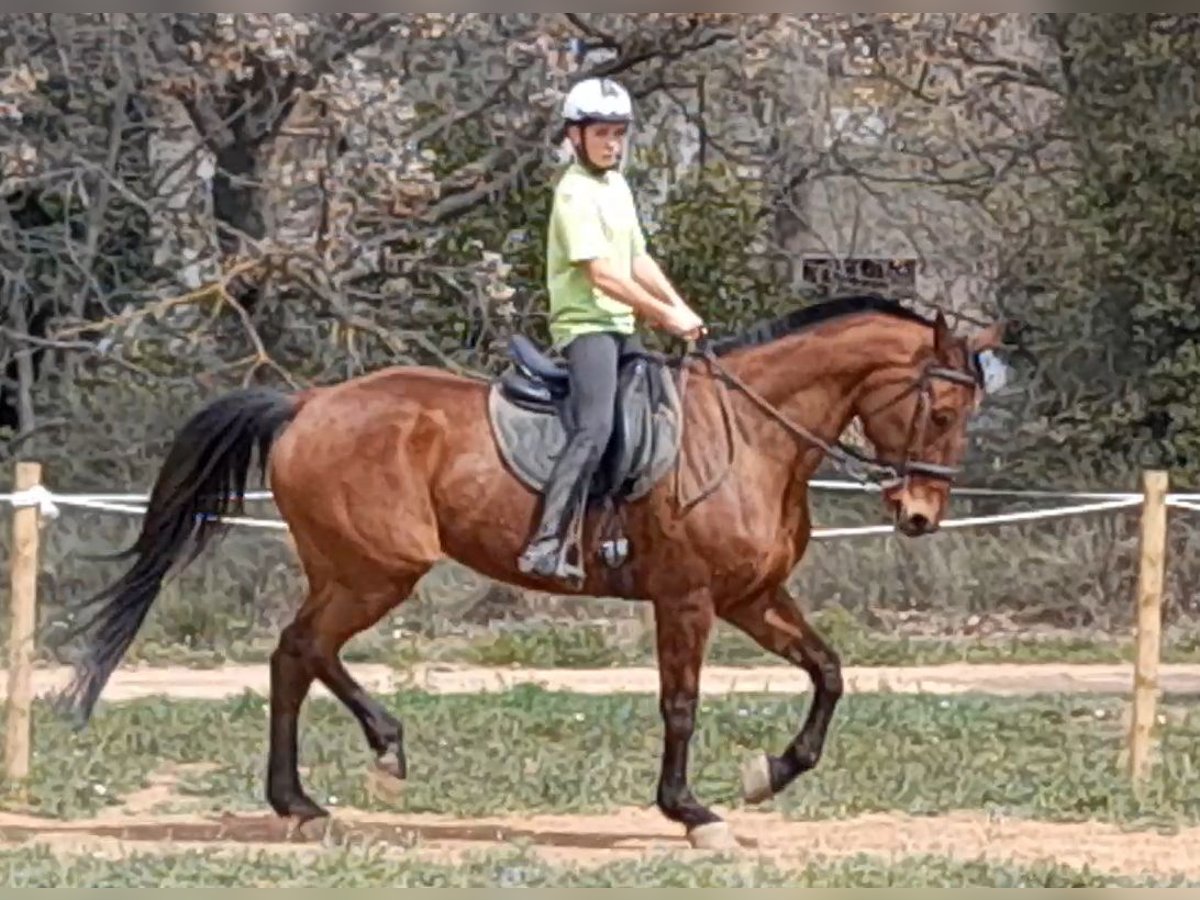 Caballo de deporte español Yegua 13 años 174 cm Castaño in Llerona (Franqueses Del Valles, Les)