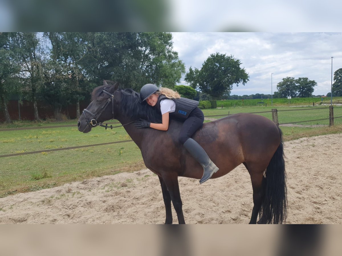 Caballo de deporte español Yegua 14 años 147 cm Negro in Sint Lenaarts