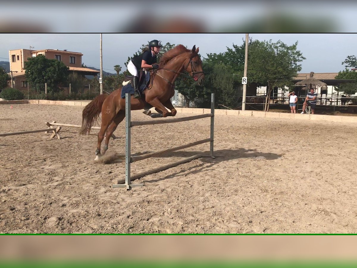 Caballo de deporte español Yegua 14 años 165 cm Alazán in Palma De Mallorca