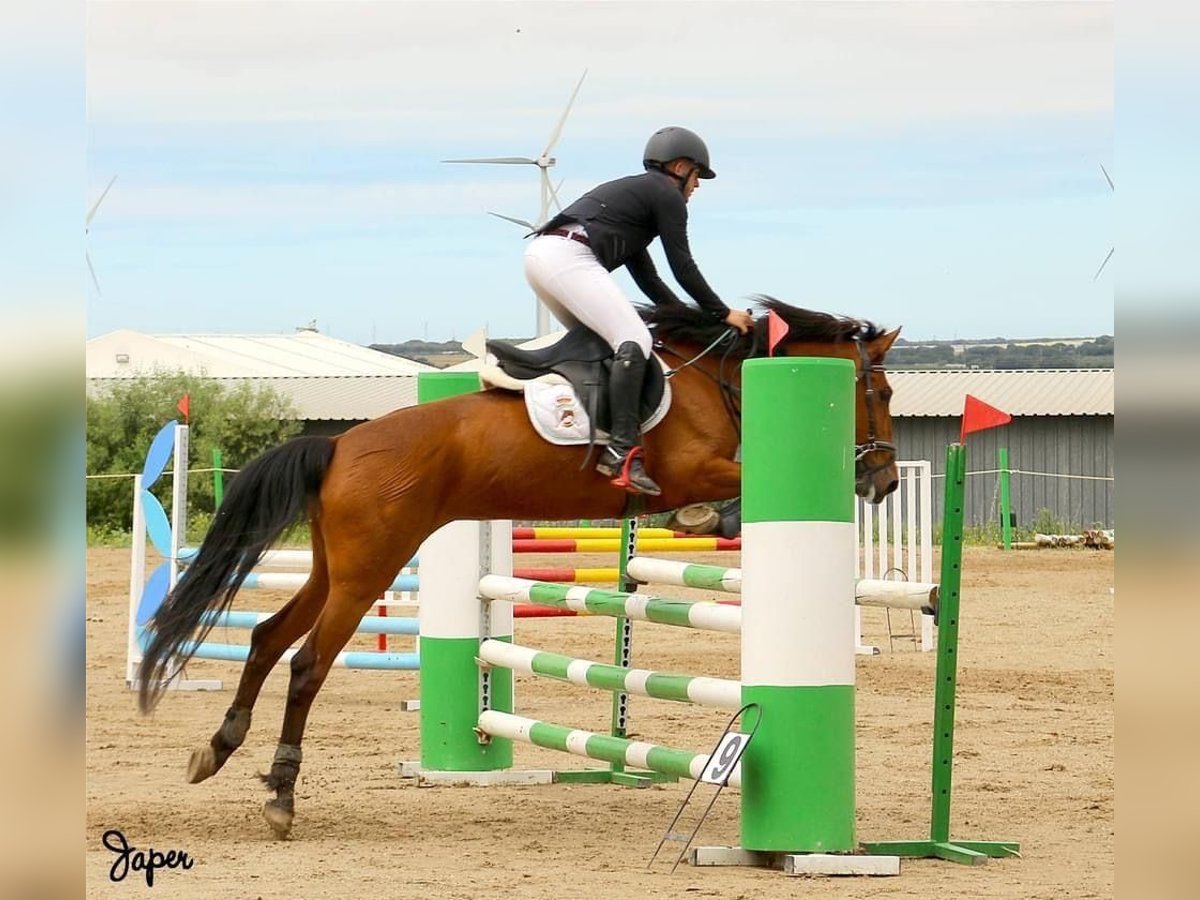 Caballo de deporte español Mestizo Yegua 14 años Castaño in Madrid