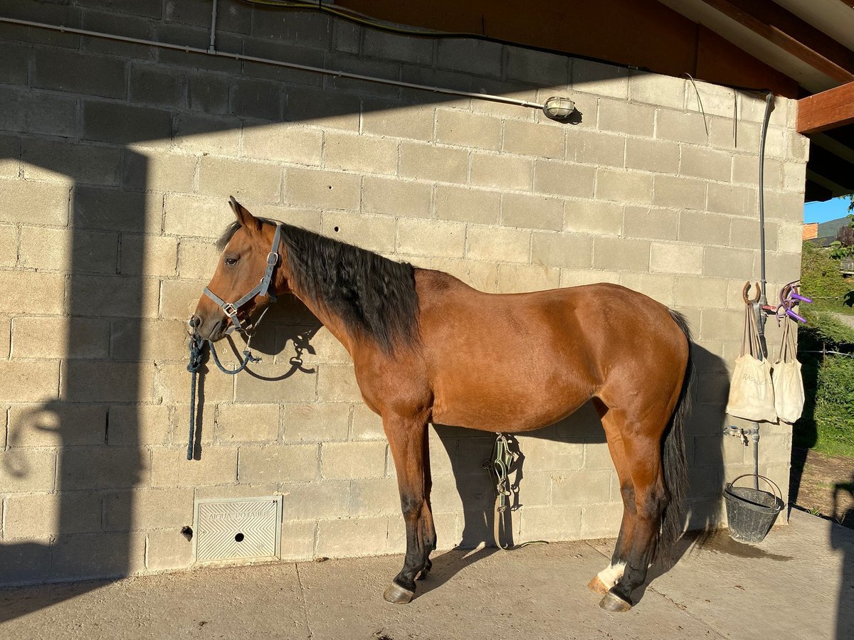 Caballo de deporte español Mestizo Yegua 15 años 140 cm Castaño in La Seu D&#39;Urgell