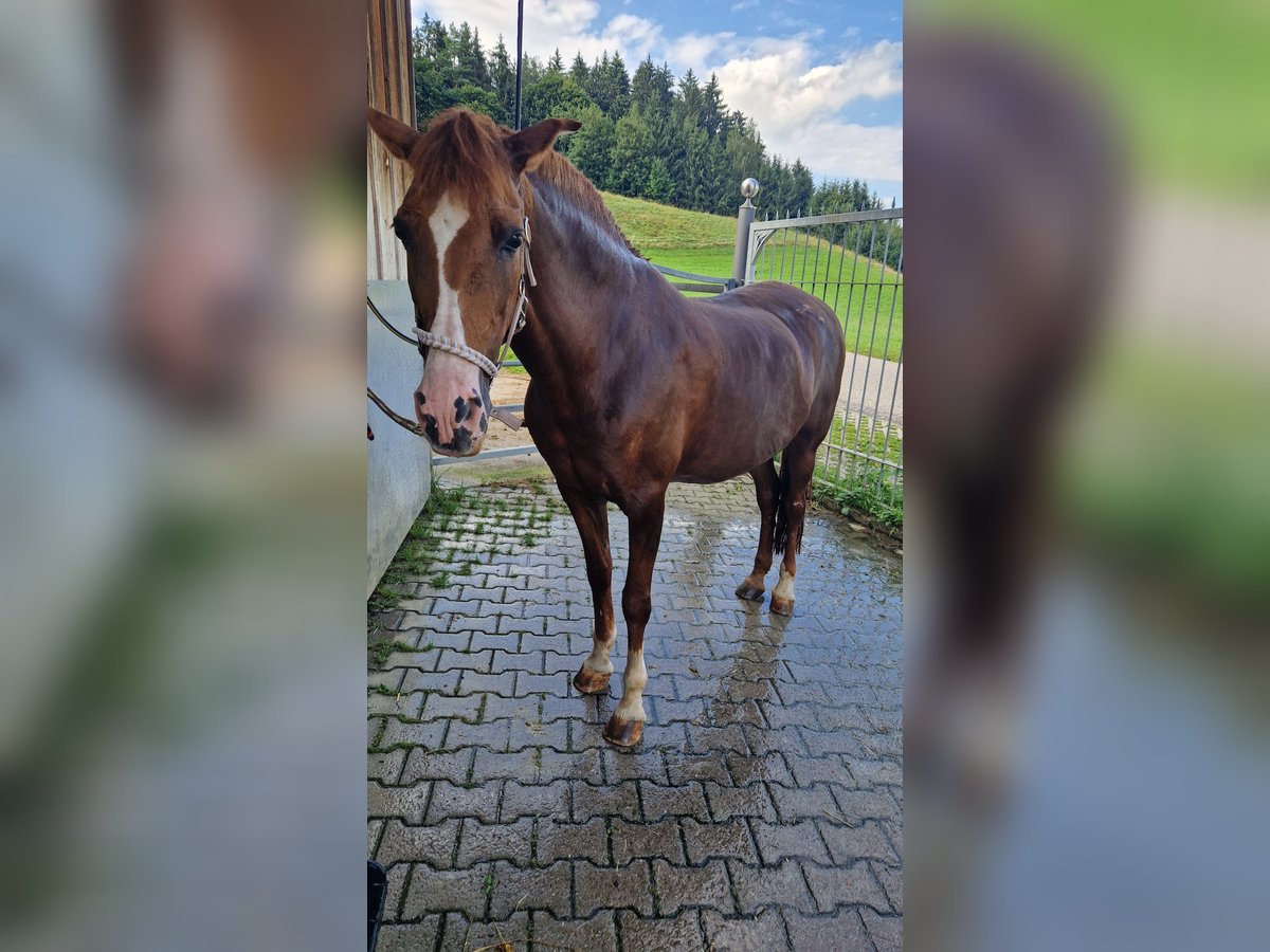 Caballo de deporte español Mestizo Yegua 15 años 150 cm Alazán in Wasserburg am Inn