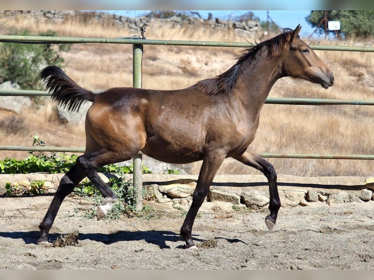 Caballo de deporte español Yegua 1 año 150 cm Bayo in Navas Del Madroño