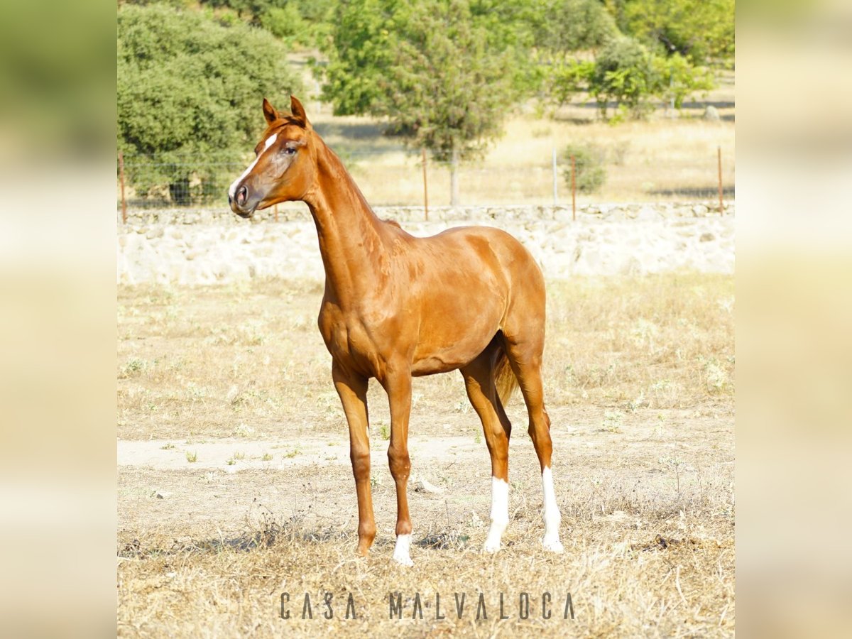 Caballo de deporte español Yegua 1 año Alazán-tostado in Avila