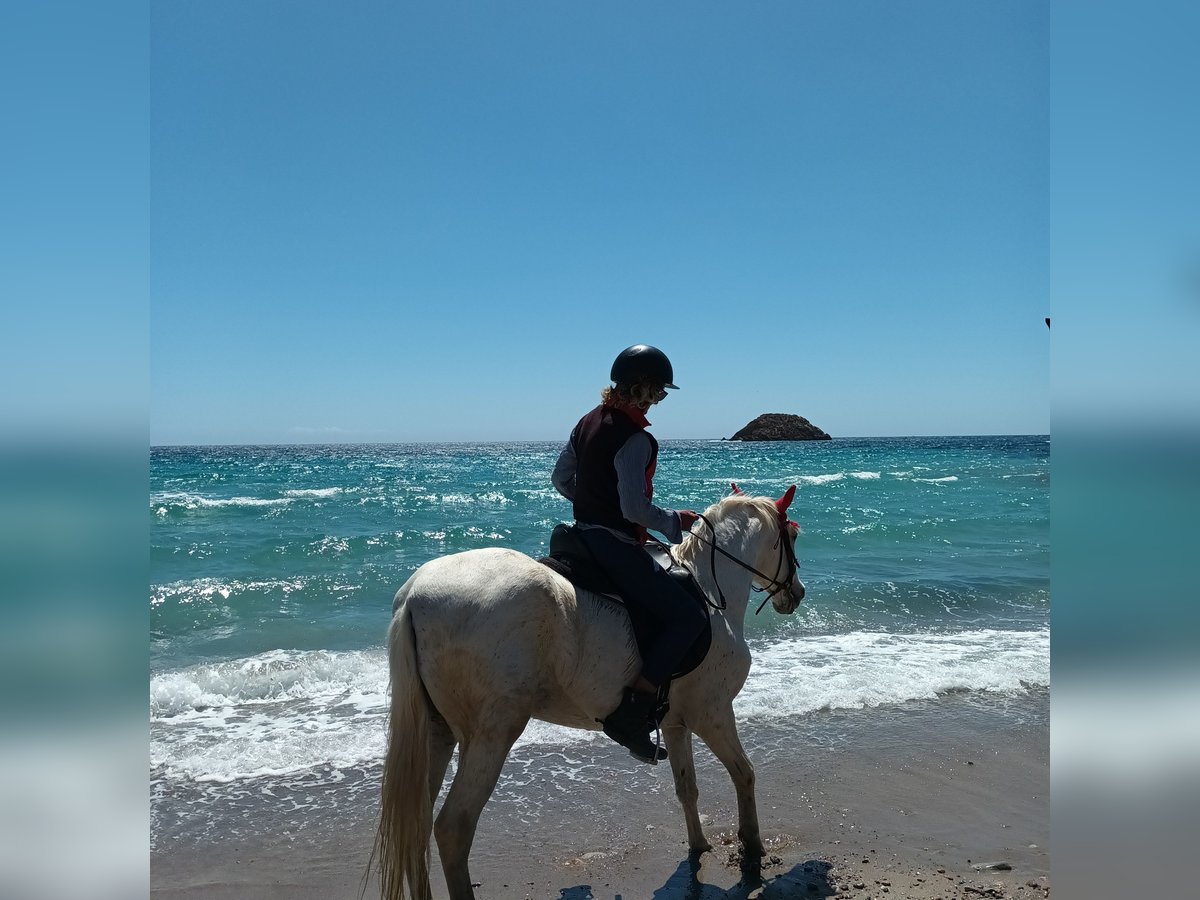 Caballo de deporte español Yegua 24 años 165 cm White/Blanco in Molina De Segura