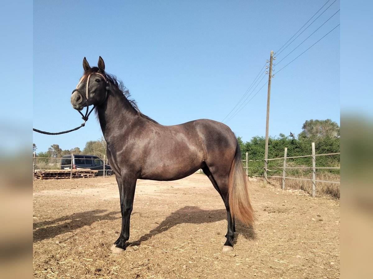 Caballo de deporte español Mestizo Yegua 2 años 130 cm Tordillo negro in Campos