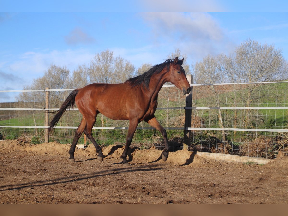 Caballo de deporte español Yegua 2 años 164 cm Castaño claro in Villamor de los Escuderos Caballo de deporte español Yegua 2 años 164 cm Castaño claro in Villamor de los Escuderos