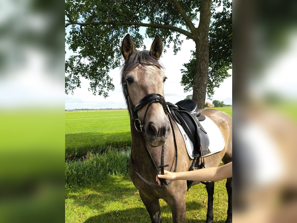Caballo de deporte español Mestizo Yegua 3 años 150 cm Musgo in Akkrum